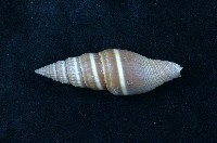 藏品(黑筆螺)的圖片